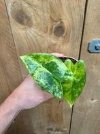 Alocasia zebrina variegata plant aurea yellow lemon lime, Huis en Inrichting, Kamerplanten, Ophalen of Verzenden, Halfschaduw