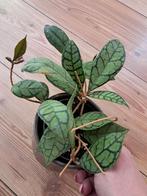 hoya callistophylla, Huis en Inrichting, Kamerplanten, Ophalen of Verzenden, Overige soorten, Minder dan 100 cm