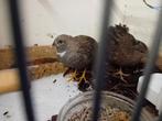 Chinese Dwergkwartels, Meerdere dieren, Tropenvogel