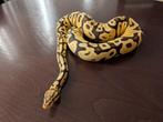 Koningspython - Python Regius - Pastel Fire, Slang, 0 tot 2 jaar