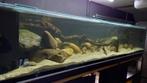 Aquarium 315x90x60h, Dieren en Toebehoren, Vissen | Aquaria en Toebehoren, Ophalen, Zo goed als nieuw, Leeg aquarium