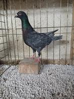 Postduiv andalusier blauw, Dieren en Toebehoren, Geslacht onbekend, Postduif