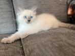 Siberische boskat kitten kater neva masqeruade, Meerdere dieren, Gechipt, 0 tot 2 jaar