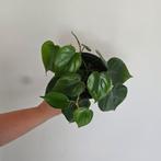 Philodendron Scandens Heart Leaf 2, Huis en Inrichting, Kamerplanten, Ophalen of Verzenden, Minder dan 100 cm