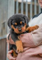 Schattige Rottweiler pups te koop, Rotweiler puppy, puppy's, CDV (hondenziekte), 8 tot 15 weken, Meerdere, Meerdere dieren