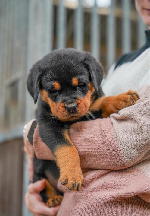 Schattige Rottweiler pups te koop, Rotweiler puppy, puppy's, Dieren en Toebehoren, Honden | Bulldogs, Pinschers en Molossers, Meerdere dieren