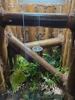 Chahoua gekko man (super tam) met of zonder terrarium., Hagedis, Tam, 0 tot 2 jaar