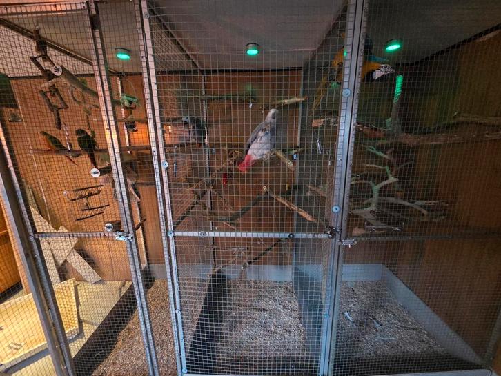 Wij vangen u vogel op, Dieren en Toebehoren, Vogels | Hokken en Kooien, Zo goed als nieuw, Vogelkooi, Hout, Ophalen of Verzenden