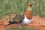 gezocht witbuik zandhoender haan, Dieren en Toebehoren, Mannelijk, Tropenvogel