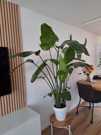 Strelitzia Nicolai 1.70m Prachtexemplaar Paradijsvogelplant, Bloeiende kamerplant, Ophalen, Halfschaduw, 150 tot 200 cm