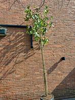 Magnolia Grandiflora boom, Overige soorten, 250 tot 400 cm, Ophalen