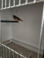 Kapoetsensijs koppel 2025, Dieren en Toebehoren, Meerdere dieren