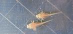 Axolotl baby s, Dieren en Toebehoren, Overige typen, Zoetwatervis