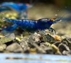 Neocaridina Blue Dream Orange Eyes, Dieren en Toebehoren, Kreeft, Krab of Garnaal