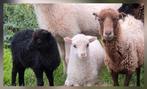 Mooie ouessant ooi met lammertjes, Dieren en Toebehoren, Schapen, Geiten en Varkens, Vrouwelijk, Schaap
