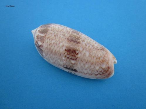 Schelpen: Olividae, Verzamelen, Mineralen en Fossielen, Schelp(en), Verzenden