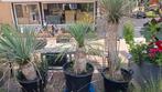Yucca plant in pot, Ophalen of Verzenden, In pot, Minder dan 100 cm, Yucca