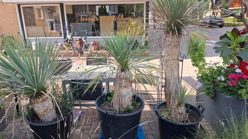 Yucca plant in pot, Huis en Inrichting, Kamerplanten, Yucca, Minder dan 100 cm, Groene kamerplant, Volle zon, In pot, Ophalen of Verzenden