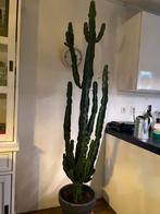 Cactus, Ophalen, Cactus, Volle zon