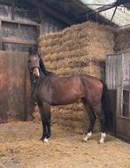 3 jarige onbeleerde merrie, Dieren en Toebehoren, Paarden, Merrie, Dressuurpaard, 3 tot 6 jaar, Onbeleerd