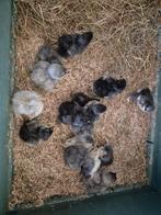 Brahma groot kuikens van 21juni, Dieren en Toebehoren, Pluimvee, Geslacht onbekend, Kip