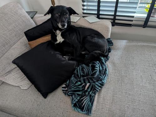 Oppas gezocht voor onze lieve hond, Diensten en Vakmensen, Dieren | Honden | Verzorging, Oppas en Les