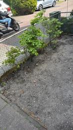 Beuken Haag Gratis, Ophalen of Verzenden, Beukenhaag, 100 tot 250 cm