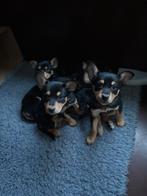 Working kelpie pup nog 1 reu en 2 teefjes beschikbaar, Overige rassen, 8 tot 15 weken, Parvo, Meerdere