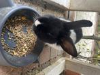 Lief tam konijn (man), Dieren en Toebehoren, Konijnen, Mannelijk, Middelgroot