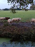 dekrammen te koop - Engelse Texelaar x boeren texelaar, Dieren en Toebehoren, Mannelijk, Schaap