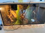 Terrarium met wimpergekko, Dieren en Toebehoren, Reptielen en Amfibieën | Toebehoren, Ophalen, Zo goed als nieuw, Terrarium of Paludarium