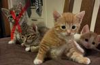 Lieve, makke, speelse en sociale kittens te koop, Dieren en Toebehoren, Katten en Kittens | Overige Katten, Meerdere dieren, Kortharig