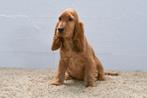 Engelse Cocker Spaniël pups te koop, Dieren en Toebehoren, Honden | Retrievers, Spaniëls en Waterhonden, 15 weken tot 1 jaar, Buitenland