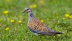 Zomertortel, Dieren en Toebehoren, Vogels | Overige Vogels, Meerdere dieren, Tropenvogel, Geringd