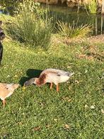 Loopeend woerd, Dieren en Toebehoren, Meerdere dieren, Eend