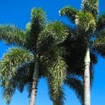 Vossenstaartpalmzaden super vers, Volle zon, Ophalen of Verzenden, 100 tot 250 cm, Zomer
