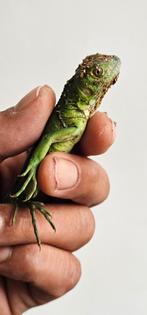 Groene leguanen , iguana , het. Axanthic, Dieren en Toebehoren, Reptielen en Amfibieën, Slang