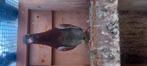 Postduif piepers roodsteen schimmel en witpen, Dieren en Toebehoren, Vogels | Duiven, Mannelijk, Postduif
