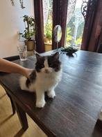 Prachtige Ragdoll kitten Black mink mitted met blesje, Dieren en Toebehoren, Katten en Kittens | Raskatten | Langhaar, Meerdere dieren