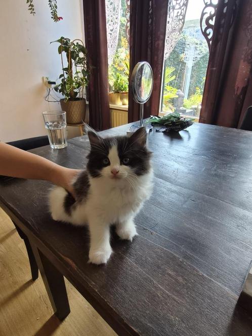 Prachtige Ragdoll kitten Black mink mitted met blesje, Dieren en Toebehoren, Katten en Kittens | Raskatten | Langhaar, Meerdere dieren