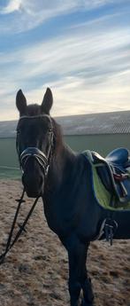 Recreatie ruin, Dieren en Toebehoren, Paarden, Met stamboom, Ruin, 11 jaar of ouder, Recreatiepaard