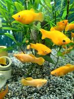 Goudmollie's, Dieren en Toebehoren, Vissen | Aquariumvissen