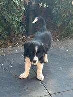 Border Collie pups met stamboom, 8 tot 15 weken, Collie, CDV (hondenziekte), Meerdere