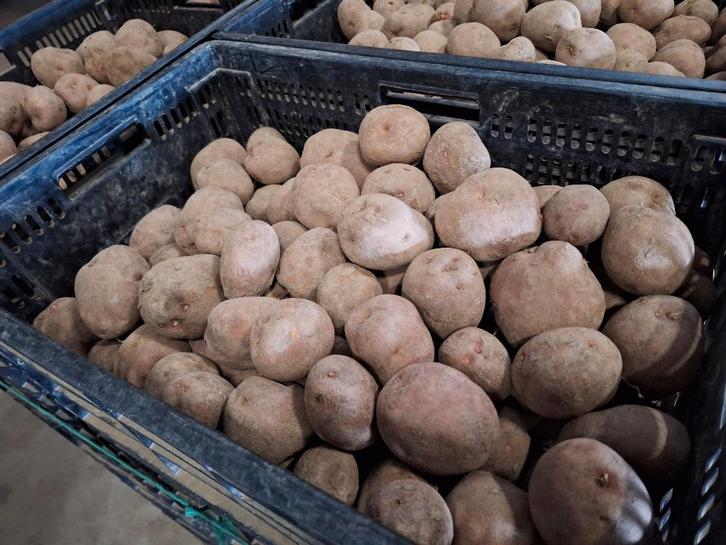 Irene aardappelen, Zakelijke goederen, Agrarisch | Aardappelen, Groenten, Fruit en Vlees, Ophalen