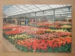 Ansichtkaart Keukenhof Lisse Holland 4697, Verzamelen, Ansichtkaarten | Nederland, Ophalen of Verzenden, Zuid-Holland