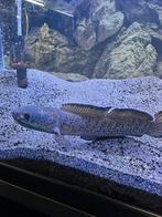 Channa Bipuli (True Blue), Dieren en Toebehoren, Vis