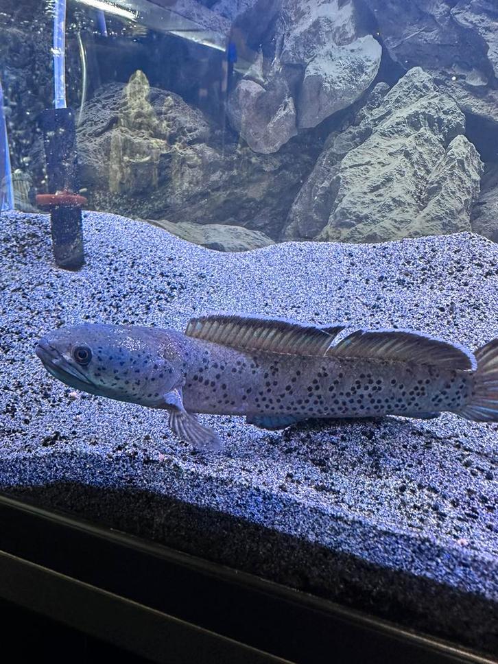 Channa Bipuli (True Blue), Dieren en Toebehoren, Vissen | Aquariumvissen, Vis