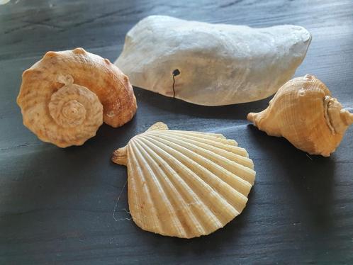 oesterschelp, 3 schelpen  samen 1,00, Hobby en Vrije tijd, Overige Hobby en Vrije tijd, Zo goed als nieuw, Ophalen of Verzenden