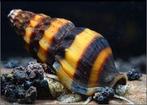 Anatome Helena,  slaketende slak, Dieren en Toebehoren, Vissen | Aquariumvissen, Slak of Weekdier