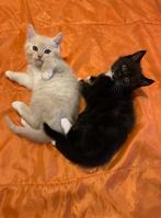 Kittens, Kater, Kortharig, 0 tot 2 jaar